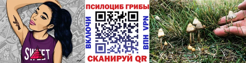 Псилоцибиновые грибы Cubensis  Купить  Щигры 